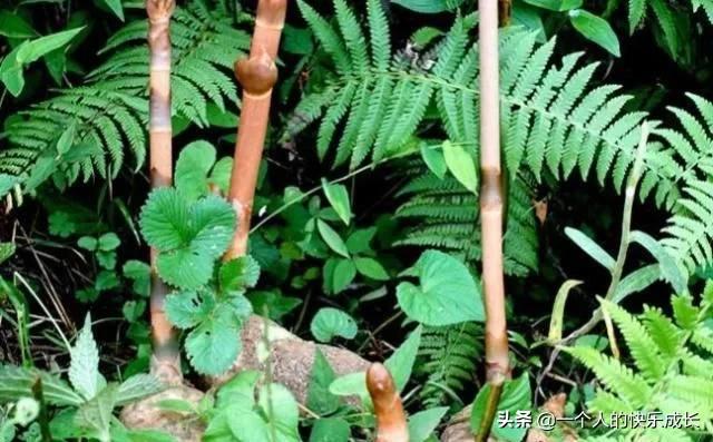 癫痫克星是什么草,路边杂草竟是珍稀中药