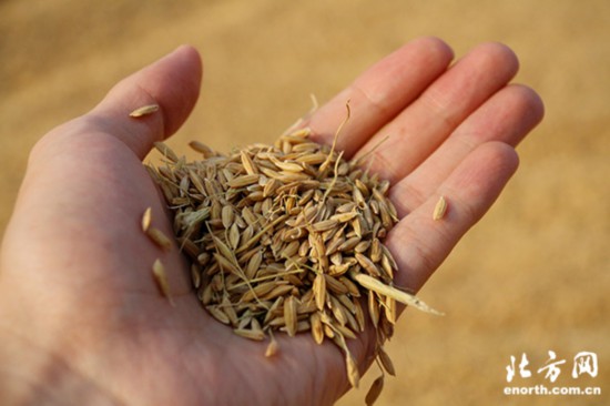 生态稻花香大米好吃不,天津七里海稻田大米怎么样