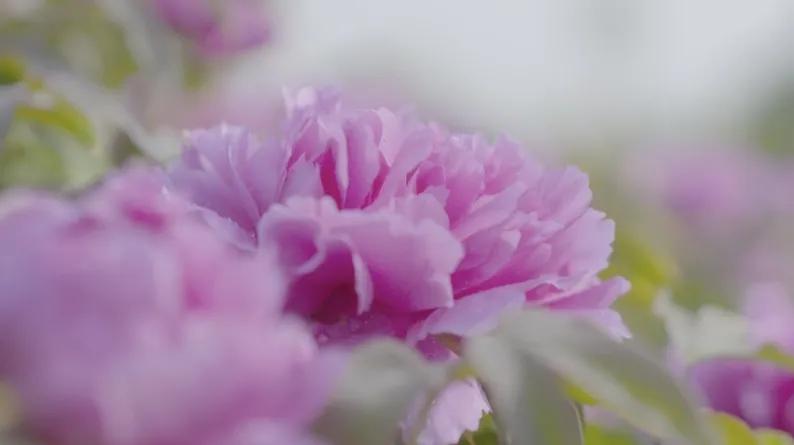 牡丹为什么称为雍容华贵,牡丹真正的国色天香