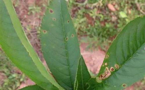 今年栽的桃树怎么管理,桃树怎么管理桃子又大