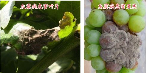 现在种植什么葡萄最赚钱,葡萄产业赚钱项目