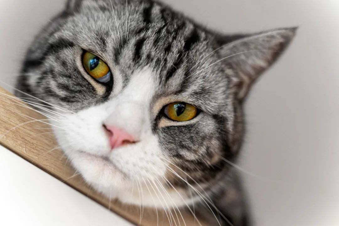 佛山女子与男友、男友妈弟住76㎡，养一猫还要工作室，装修绝了