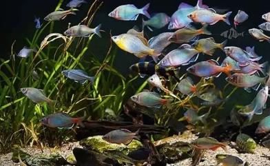 灯科鱼为什么在小缸里养不活,草缸少见的灯科鱼介绍