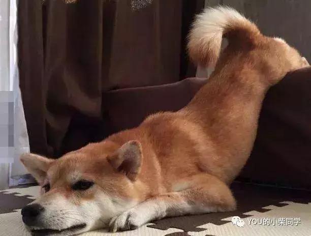 如何买到又好又便宜的柴犬,怎么才能买到便宜的小柴犬