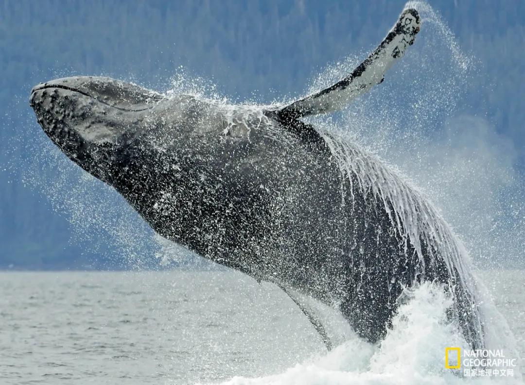 我们的地球很老了吗,地球还能再活几岁