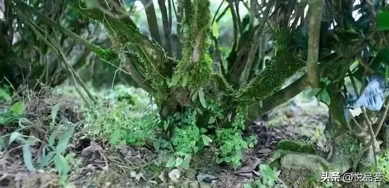 荒野福鼎白茶与台地的区别,福鼎白茶荒野老白茶哪种最好