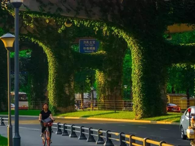 成都二环绿化,成都二环绿植视频