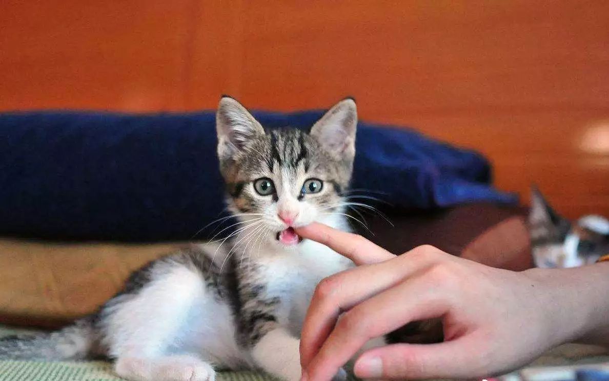 猫咪喵呜的叫是什么意思,猫咪喵的叫一声是什么意思