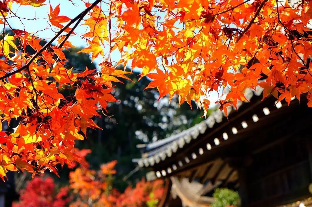 停车坐爱枫林晚风景,停车坐爱枫林晚季节