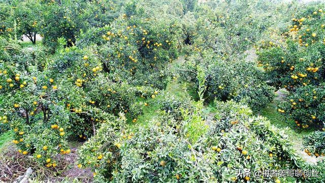 水果店如何0元返购模式一个月内狂收30多万!