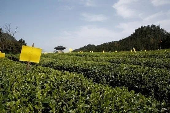 鑼楄竟璇磋尪,鑼楄竟