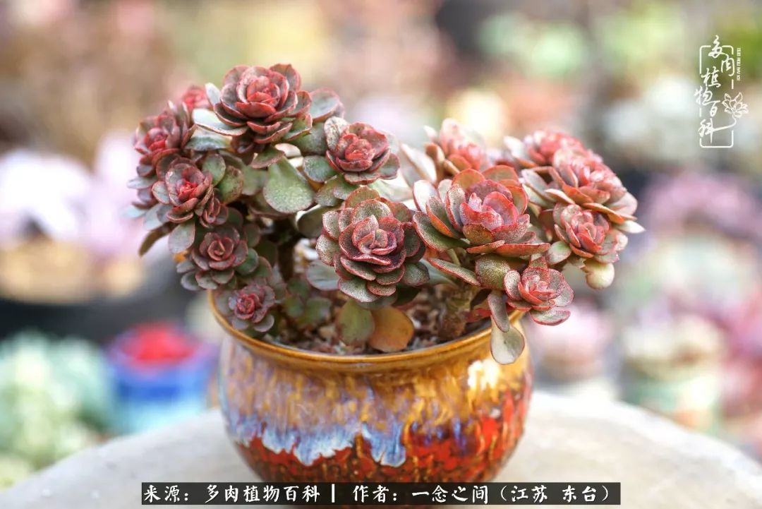 对多肉植物的爱心寄语,赏兰花感言