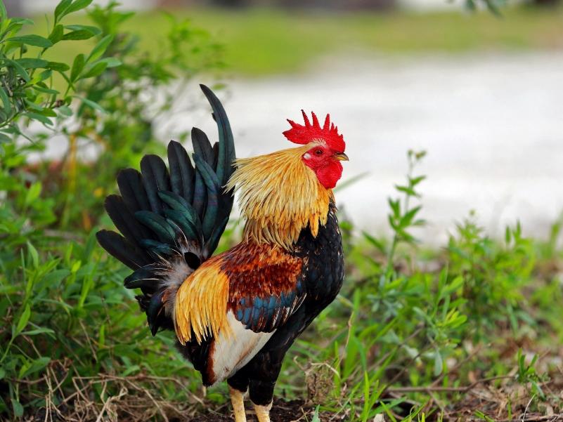 镇宅五大灵性宠物,养什么宠物能镇宅招财