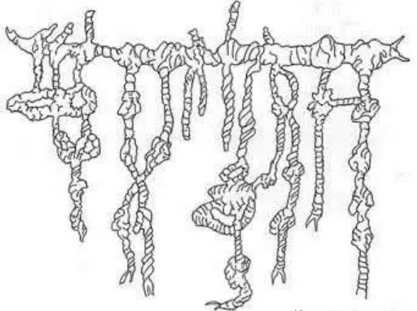 姓氏族谱基本知识,中国姓氏李姓族谱