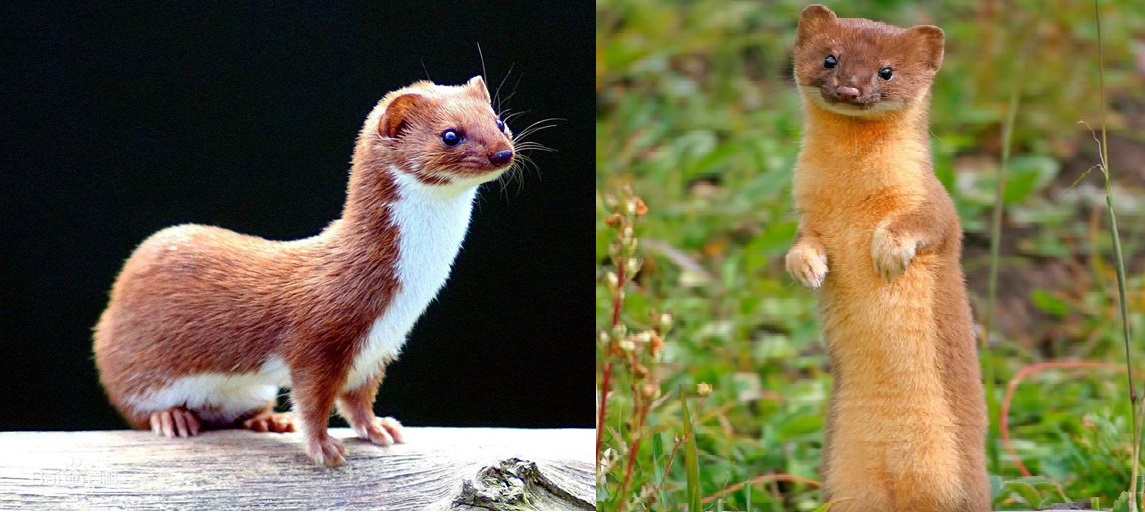 一年捕鼠3500只完整视频,一年灭鼠35万只老鼠