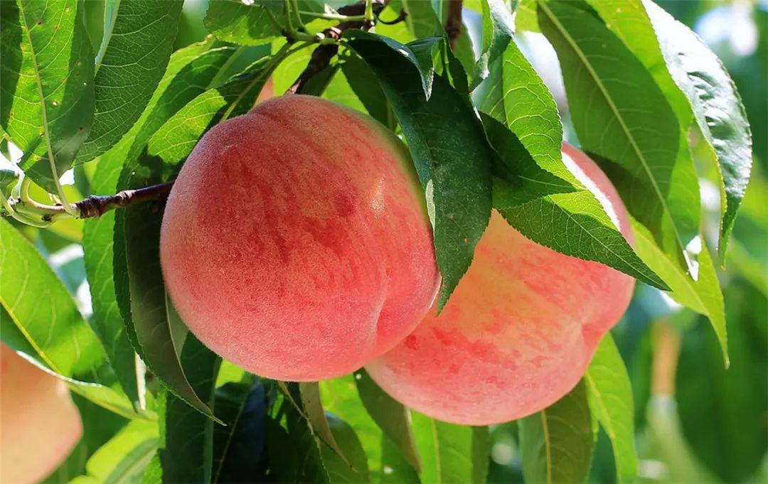 吃桃子的好处介绍,空腹吃罐头桃子有什么好处和坏处