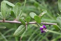 被锐利物划伤皮肤要不要打破伤风,皮肤被铁划伤需要打破伤风针吗