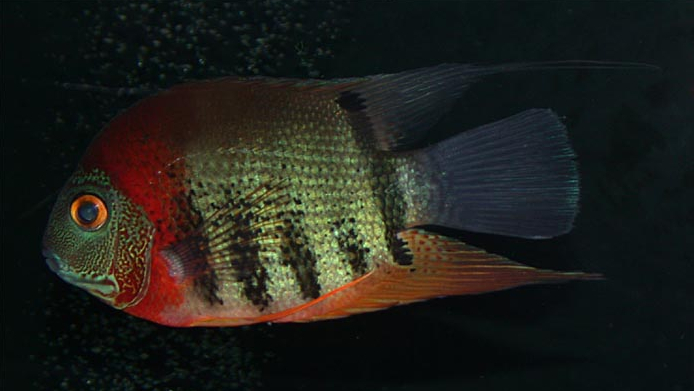 南美慈鲷,慈鲷有黑色的吗