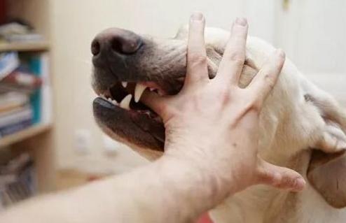 怎样弥补小时候对动物的伤害,怎样消除对某物的恐惧