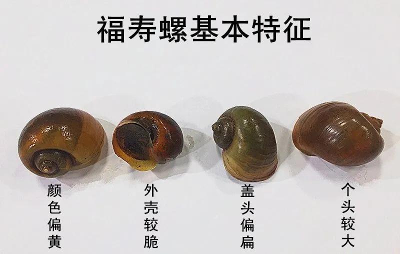 外卖田螺哪里不能吃,外卖田螺可以直接吃吗