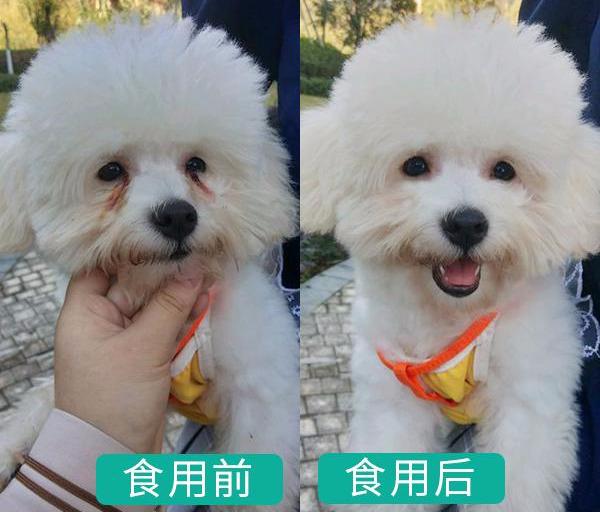 比熊犬泪痕怎么处理,比熊犬泪痕用什么擦