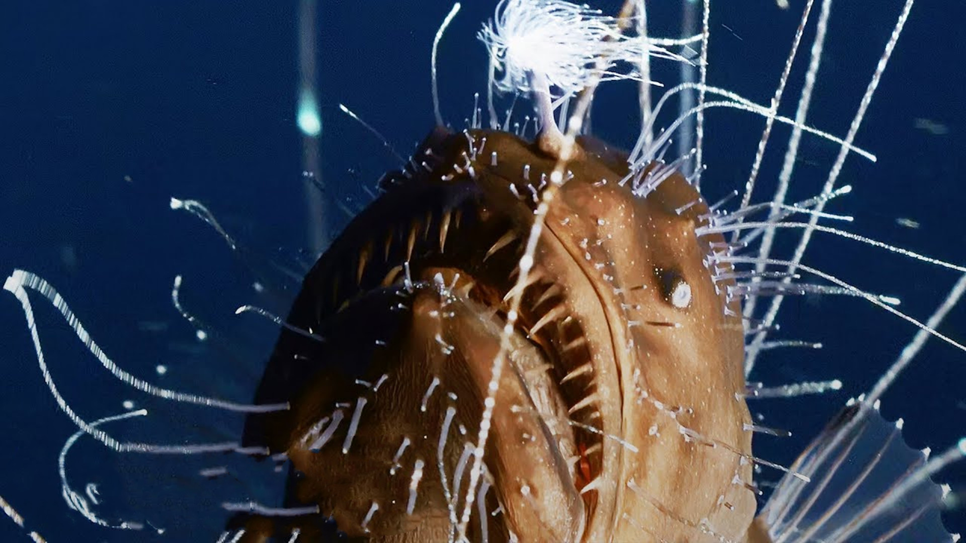 地球上唯一不死动物,地球上唯一的不死动物