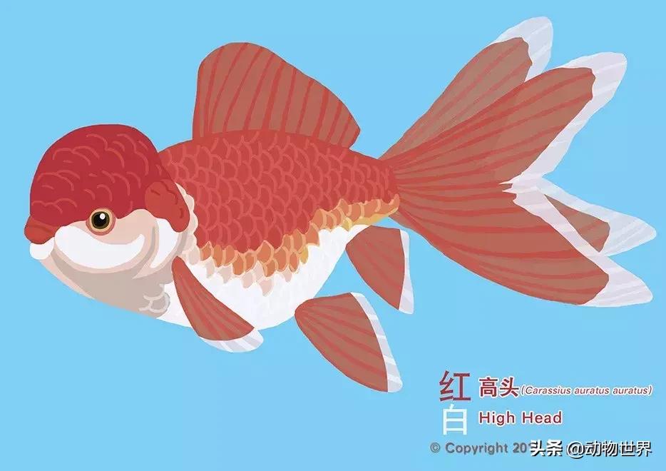 金鱼品种介绍之龙睛高头,金鱼狮子头品种图片大全集