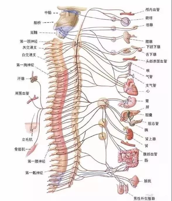 医生常用的解剖学、内外科口诀