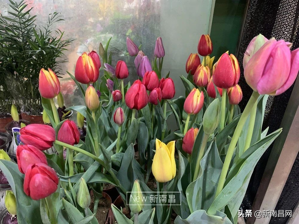 南昌花市有哪些地方,南昌花市批发市场