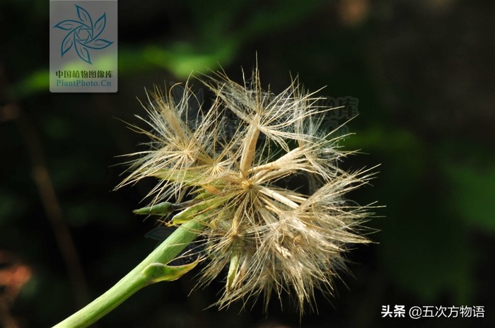 蒲公英泡水喝的利与弊你了解多少,关于蒲公英的知识科普