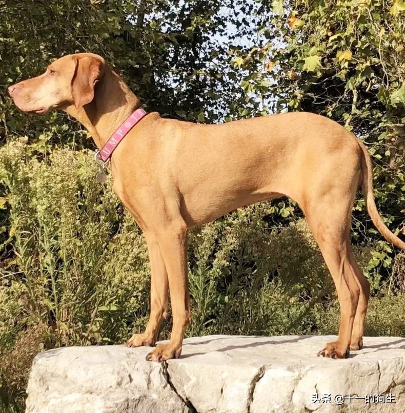 狗不能吃别人给的东西,狗不能吃西红柿吧