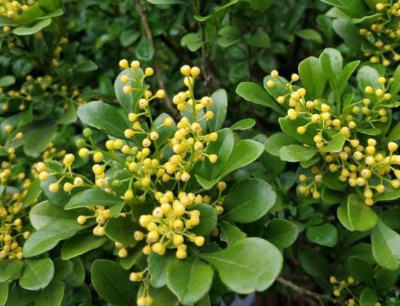 米兰花用什么肥枝繁叶茂,米兰花开花时如何养护