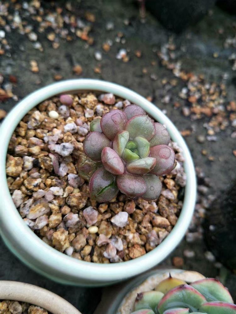 多肉植物淋雨怎么护理图片,多肉怎么拯救