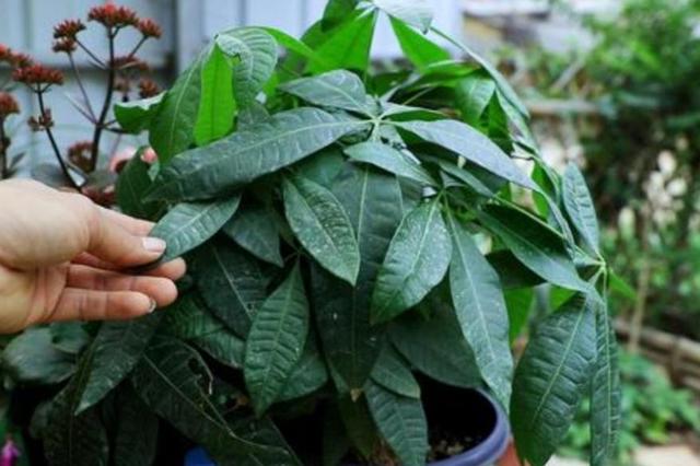 发财树7月能施什么肥,夏季发财树多久浇水更好