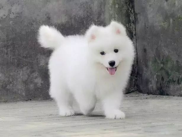 推荐各种狗狗的类型,10种有型罕见的狗狗