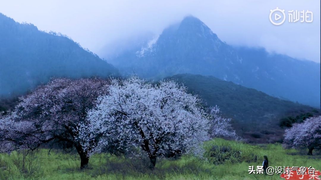 李子柒生活大揭秘,多少人羡慕李子柒的生活