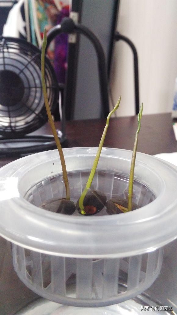 莲子培育盆栽荷花,一粒莲子可种多大的盆