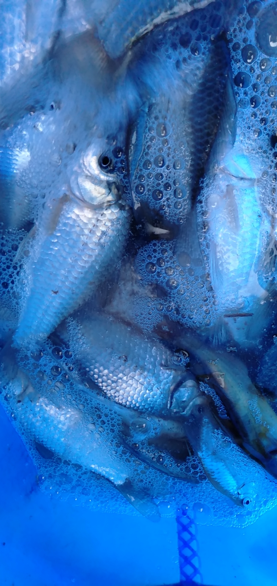 鱼儿夜间活动规律,夏季夜钓守大鱼的正确方法