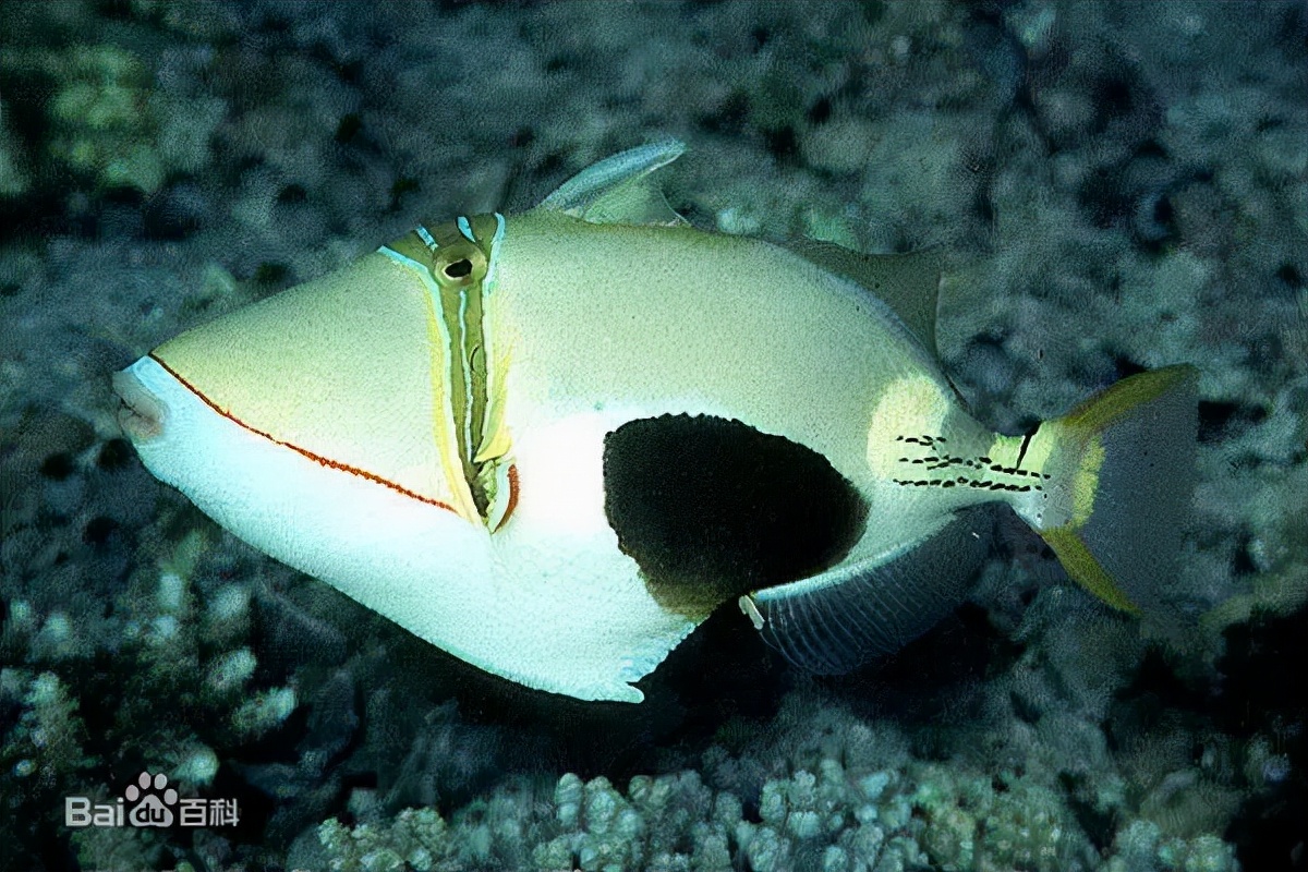 炮弹鱼长的像谁,大体型炮弹鱼