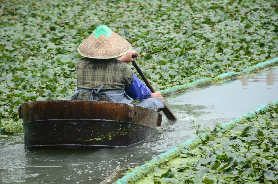 舌尖上的中国嘉兴粽子,嘉兴粽子五芳斋粽子做法