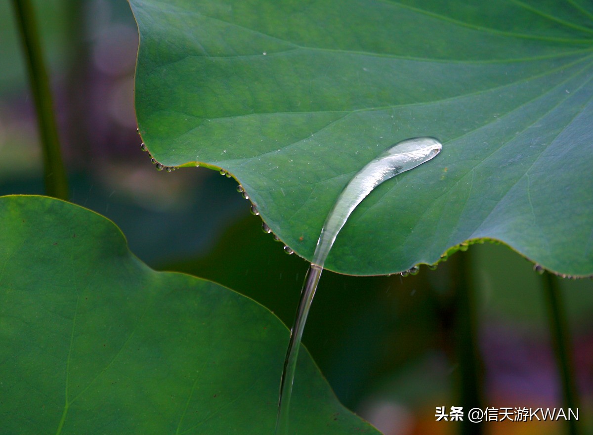 澶忚嚦宸茶嚦鑽疯姳鏅偣 (澶忚嚦宸茶嚦閭ｅ氨蹇樺嵈鐐庣儹鍘昏祻鑺卞惂)