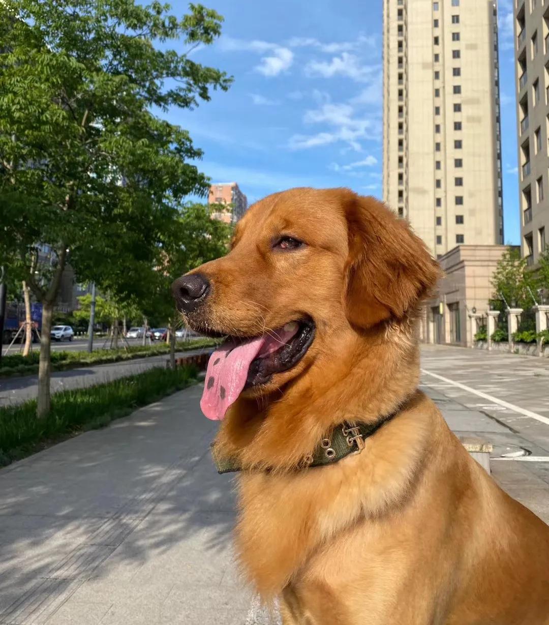 狗狗喜欢追逐移动的东西,狗狗前十字韧带撕裂