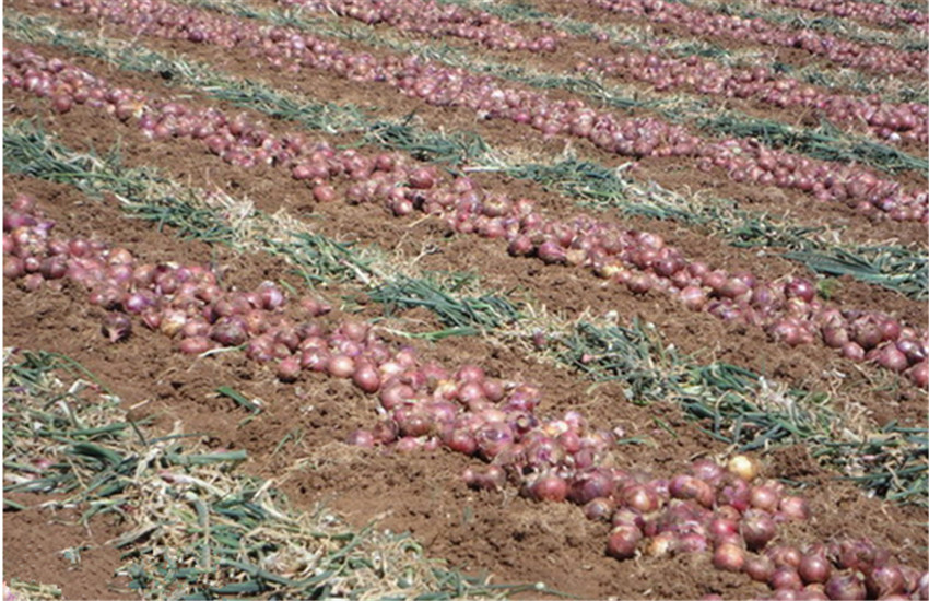 紫圆葱怎样种植,圆葱的种植步骤和方法