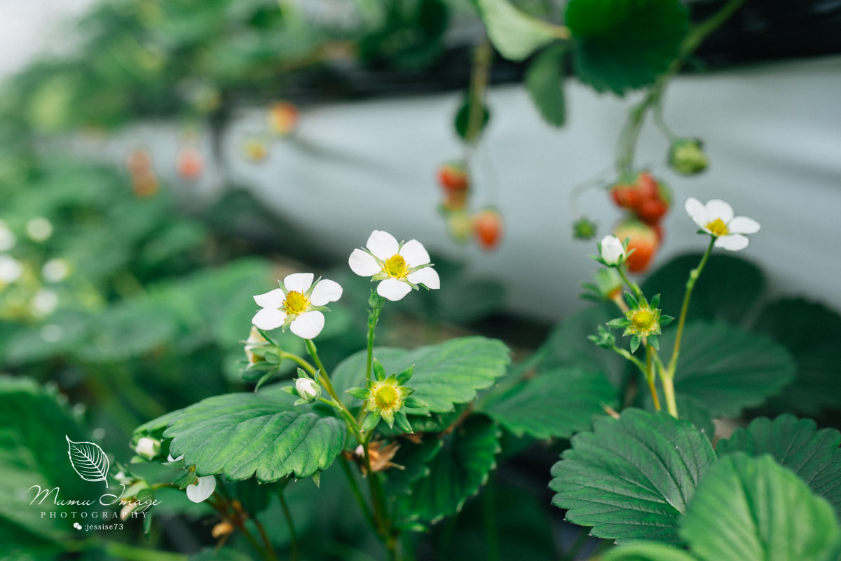 几百亩草莓采摘基地，无销售，不够卖，老板：绿色天然无公害