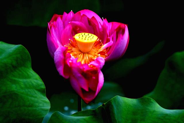 最美的荷花诗句,一起赏荷花的诗词歌赋