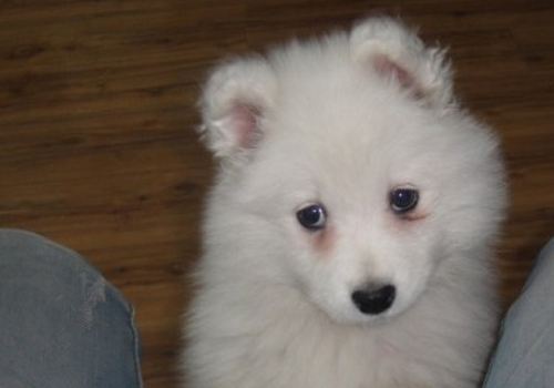 狗狗上火拉不出便便怎么办,狗狗上火眼睛红最快解决方法