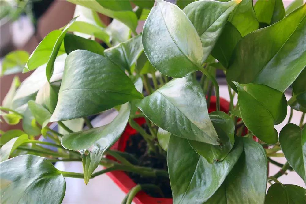 绿萝怎么养好爬满100个墙壁,绿萝怎么分盆养才能爆盆和爬满墙