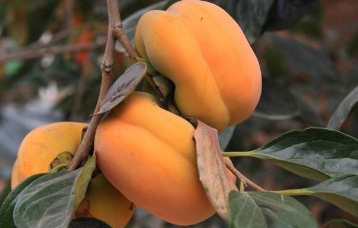 正宗的天津美食一定要尝一尝 (去天津必吃的100种美食)