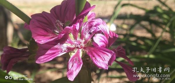 孔夫子旧书网介绍,孔夫子旧书网100本书