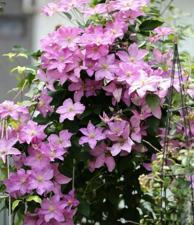院子里可以种的爬藤花卉都有什么,10种爬藤花卉